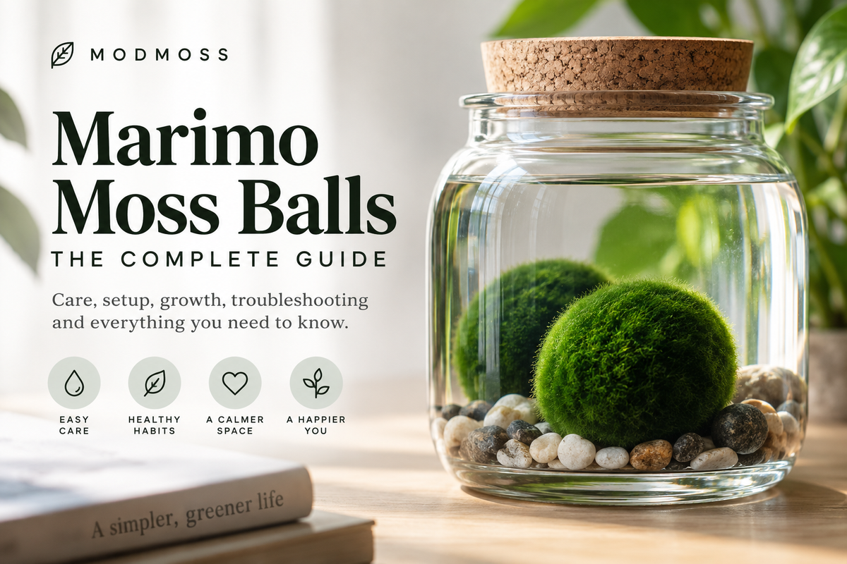 Marimo Moss Ball Care Guide for Complete Beginners